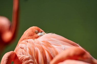 Karayip flamingosu (Phoenicopterus ruber), flamingidae familyasından bir kuş türü. Karayip flamingosunun yapay yaşam alanı. 