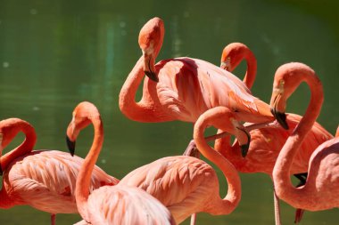 Karayip flamingosu (Phoenicopterus ruber), flamingidae familyasından bir kuş türü. Karayip flamingosunun yapay yaşam alanı. 