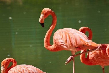 Karayip flamingosu (Phoenicopterus ruber), flamingidae familyasından bir kuş türü. Karayip flamingosunun yapay yaşam alanı. 