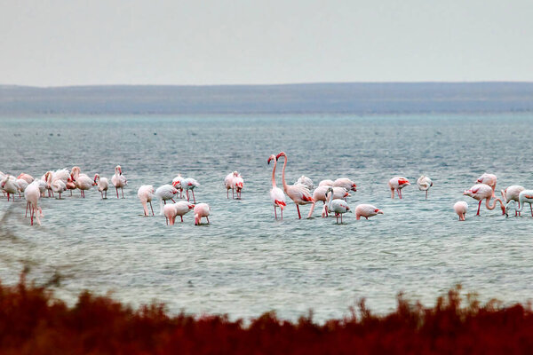 A flock of pink flamingos in their natural environment. Flamingos on the lake.  Kurgalzhinsky reserve. Kazakhstan.