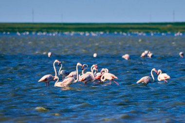 Gölde bir flamingo sürüsü. Doğal ortamlarında bir grup pembe flamingo. Bulanık etki. Flamingolar Phoenicopteridae familyasından Phoenicopteridae familyasından bir kuş türü.. 