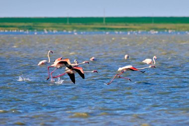 Gölde bir flamingo sürüsü. Doğal ortamlarında bir grup pembe flamingo. Bulanık etki. Flamingolar Phoenicopteridae familyasından Phoenicopteridae familyasından bir kuş türü.. 