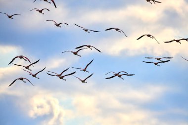 Gökyüzünün arka planında bulutlu uçan pembe flamingo sürüsü. Doğal ortamlarında bir grup pembe flamingo. Flamingolar Phoenicopteridae familyasından Phoenicopteridae familyasından bir kuş türü..