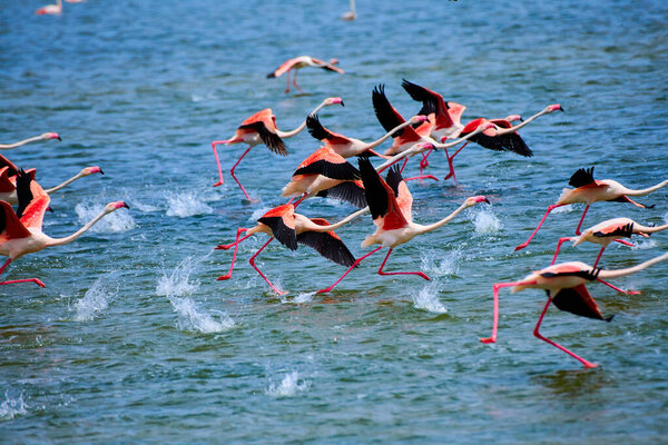 Стая фламинго на озере. Стая розовых фламинго в их природной среде. Эффект размытия. Фламинго - разновидность болотных птиц семейства Phoenicopteridae, единственное семейство птиц семейства Phoenicopteriformes. 