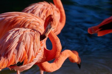 Karayip flamingosunun yapay yaşam alanı. Karayip flamingosu (Phoenicopterus ruber), flamingidae familyasından bir kuş türü.. 