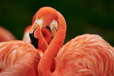 Karayip flamingosunun yapay yaşam alanı. Karayip flamingosu (Phoenicopterus ruber) flamingidae familyasından bir kuş türü. Dört flamingo türü Amerika 'nın dört bir yanına yayılmıştır..