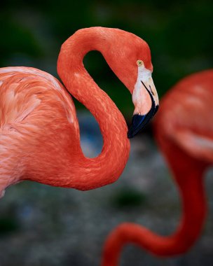 Karayip flamingosunun yapay yaşam alanı. Karayip flamingosu (Phoenicopterus ruber) flamingidae familyasından bir kuş türü. Dört flamingo türü Amerika 'nın dört bir yanına yayılmıştır..