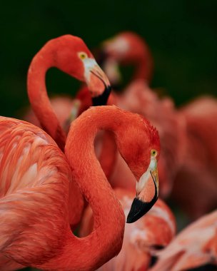 Karayip flamingosunun yapay yaşam alanı. Karayip flamingosu (Phoenicopterus ruber) flamingidae familyasından bir kuş türü. Dört flamingo türü Amerika 'nın dört bir yanına yayılmıştır..