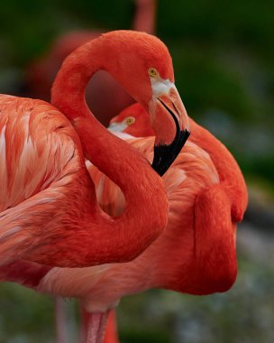 Karayip flamingosunun yapay yaşam alanı. Karayip flamingosu (Phoenicopterus ruber) flamingidae familyasından bir kuş türü. Dört flamingo türü Amerika 'nın dört bir yanına yayılmıştır..