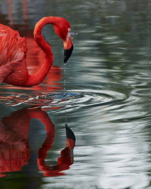Karayip flamingosunun yapay yaşam alanı. Karayip flamingosu (Phoenicopterus ruber) flamingidae familyasından bir kuş türü. Dört flamingo türü Amerika 'nın dört bir yanına yayılmıştır..