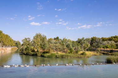 Sunny landscape of park with river, trees and plants in 