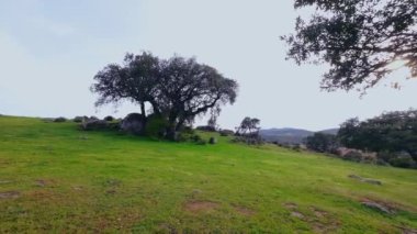 Tepeli bir manzaranın panoramik bir videosu. Arka planda zemin ve mantar meşe ağaçları, kayalar, bulutlu gökyüzü, çimen ve rüzgar gücü değirmenleri var. Özgür, kırsal yaşam, macera ve spor kavramı.