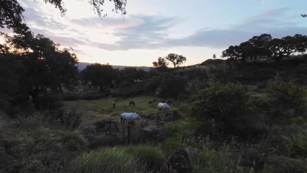 4K段美丽的马日出时在田里免费吃草的视频 自由动物生命 优雅和环境保护的概念 — 图库视频影像