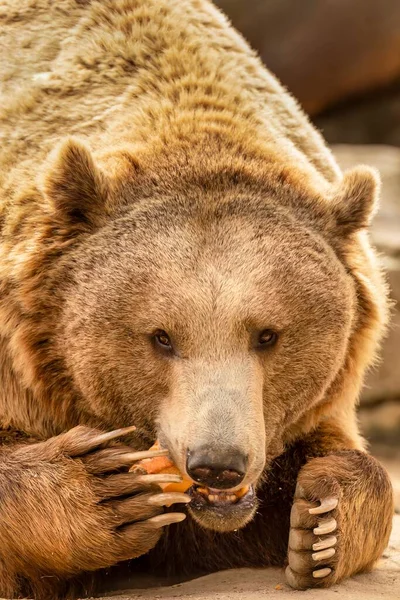 Brown Bear Rocks Zoo Concept Conservation Wildlife Captivity Vertical Photo — стоковое фото