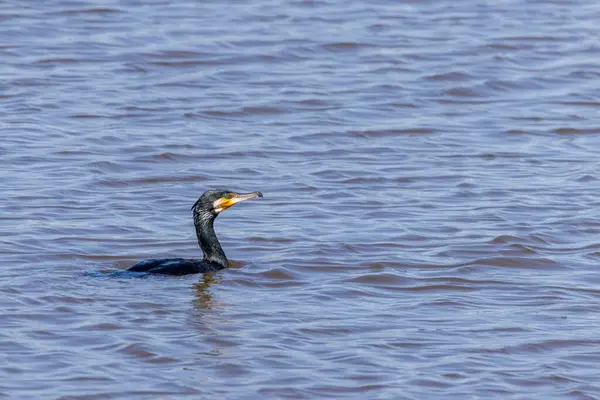 Görkemli büyük karabatak (Phalacrocorax carbo) detaylı bir şekilde suda süzülüyor. Parque Ornitolgico de Arrocampo, Extremadura, İspanya 'dan mükemmel bir vahşi yaşam anı