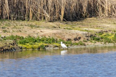 Yumuşak bulanık sazlıklar arasında küçük bir balıkçıl (Egretta garzetta) içeren huzurlu su manzarası. Ornitolgico de Arrocampo, İspanya 'dan mükemmel bir vahşi yaşam sahnesi.
