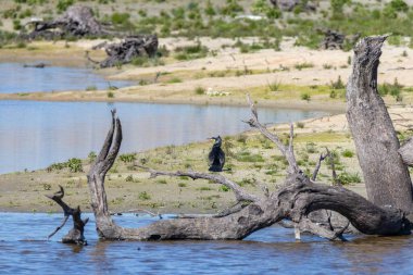 Ölü ağaç gövdeleri ve karaya tünemiş bir karabatak ile sakin su sahnesi, güneşin altında kanatlarını kurutuyor. Saucedilla, Park Ornitolgico de Arrocampo, İspanya 'da çekildi.