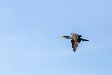 İspanya, Extremadura 'daki Monfrage Ulusal Parkı' nda havada süzülen siyah karabatak (Phalacrocorax carbo). Solmuş mavi-beyaz gökyüzü arkaplanı