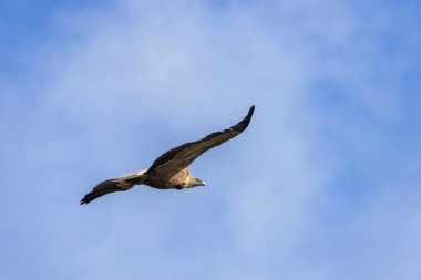 Uçan Griffon akbabası, yakın görüş, arkasında açık mavi bulanık gökyüzü var. Monfrage Ulusal Parkı, Extremadura, İspanya