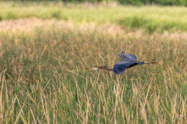 Mor balıkçıl (Ardea purpurea), sazlıkların üzerinde uçar. Arrocampo Kuş Parkı, Extremadura, İspanya