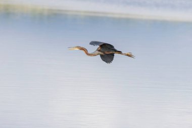 Suyun üzerinde Uçan Mor Balıkçıl (Ardea purpurea). Arrocampo Kuş Parkı 'nda vahşi yaşam, Extremadura, İspanya