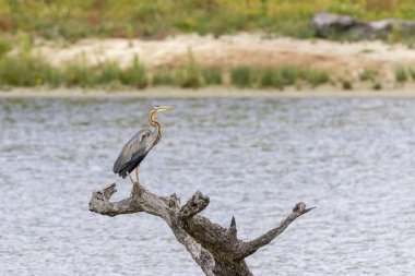 Mor balıkçıl (Ardea purpurea), sulu bir arazideki kuru bir ağaç gövdesine sakince tünemiştir. Arrocampo Kuş Parkı, Extremadura, İspanya 'da yakalandı.