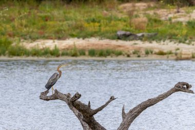 Purple Heron (Ardea purpurea), İspanya 'nın Extremadura kentinde, Arrocampo Kuş Parkı' nda ölü bir dala tünemiştir. Sakin kuş izleme sahnesi