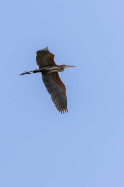 Purple Heron (Ardea purpurea) İspanya 'nın Extremadura bölgesindeki Arrocampo sulak arazisinde gökyüzünde süzülüyor. Görkemli kuş uçuyor