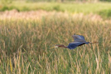 Arrocampo, Extremadura, İspanya 'da kuru ve yeşil kamışların üzerinde yükselen Purple Heron (Ardea purpurea). Sulak arazi kuşu sazlığa yakın uçuyor.
