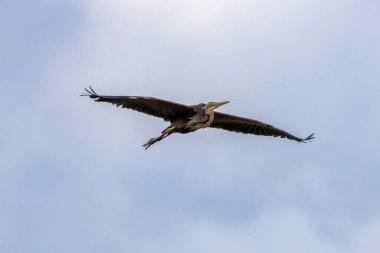 Bir Purple Heron 'un (Ardea purpurea) yumuşak odaklı gökyüzü ve arkasında bulutlarla yakın çekimi. Arrocampo Wetland, Extremadura, İspanya