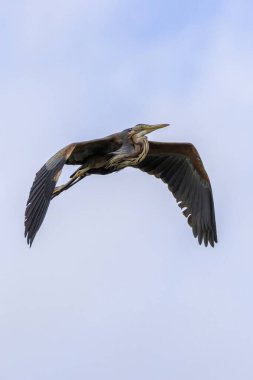 Mor balıkçıl (Ardea purpurea) yumuşak odaklı gökyüzü ve bulutlarla dikey olarak yükselir. Arrocampo Kuş Koruma Alanı, Extremadura, İspanya. Doğa hareket halinde.