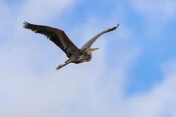 Görkemli Mor Balıkçıl (Ardea purpurea) bulanık bulutlar ve gökyüzü ile yükseliyor. Arrocampo Kuş Koruma Alanı, Extremadura, İspanya. Doğa sahnesi