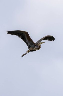 Mor balıkçıl (Ardea purpurea), derinden bulanık, beyaz bir gökyüzünde süzülür. Arrocampo Kuş Koruma Alanı, Extremadura, İspanya. Uçan zarif vahşi yaşam