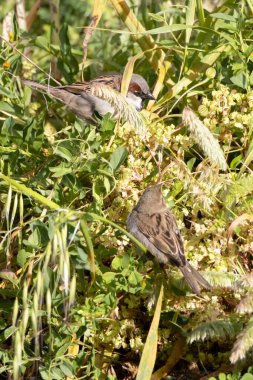 Yeşil ve sarı yaprakların arasına tünemiş serçeler (Passer domesticus). Doğal ışık ile dikey yakın plan, doğa temalı projeler için mükemmel