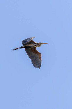 Arka planında yumuşak mavi gökyüzü olan uçan bir Purple Heron 'un dikey yakın çekimi (Ardea purpurea). Arrocampo Kuş Parkı, Extremadura, İspanya 'da yakalandı..