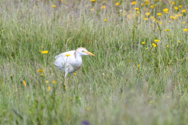 Sığır Egret (Bubulcus ibis) yeşil çimenler ve kır çiçekleri üzerinde yürür, sarı çiçekler bulanıklaşır. Arrocampo Kuş Koruma Alanından yatay yakın çekim, İspanya.