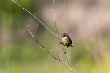 Dal üzerine tünemiş Saxicola rubicola ve doğal tonlarda yumuşak bokeh. Arrocampo Ornitoloji Parkı, Extremadura, İspanya 'da çekilmiş yatay doğa fotoğrafı.