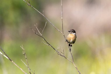 Tarabilla comn (Saxicola rubicola) dal üzerine tünemiştir. Toprak tonlu bulanık fon. Arrocampo Kuş Parkı, İspanya 'dan yatay kuş izleme görüntüsü.