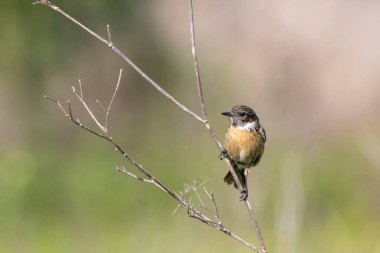 Bir dala tünemiş olan Taşkakan (Saxicola rubicola). Yatay kuşa yakın plan, bulanık yeşil ve koyu tonlu. Arrocampo Kuş Parkı, İspanya.