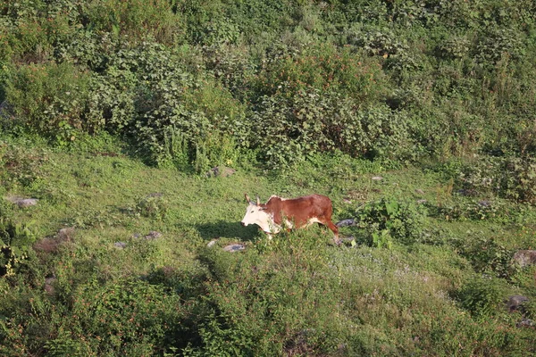 Ένα Κοπάδι Αγελάδες Στο Βοσκότοπο Στα Βουνά — Φωτογραφία Αρχείου