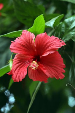 Bahçedeki yeşil arka planda kırmızı amber çiçeği