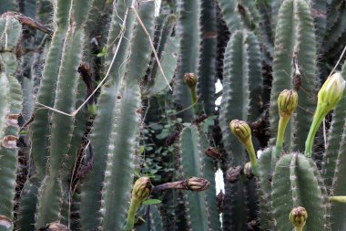 Büyük Kanarya 'da bir botanik bahçesinde kaktüsler,