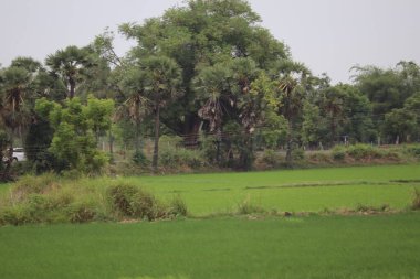Kırsaldaki pirinç tarlaları