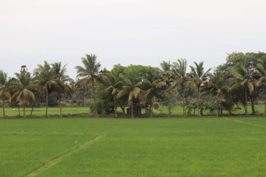 Kırsal bölgede yeşil pirinç tarlası Pollachi, Coimbatore, Tamil Nadu 