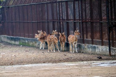 Bir grup geyik çitli bir alanın yakınında..