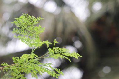 Ormanda eğreltiotu yaprakları