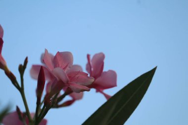 Mavi gökyüzü arka planında pembe zakkum çiçeği. Kapat..