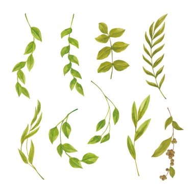Yeşil yaprak tasarım ögesi seti, tebrik kartı veya davetiye tasarımı için el çizimi suluboya vektör çizimi çizimi