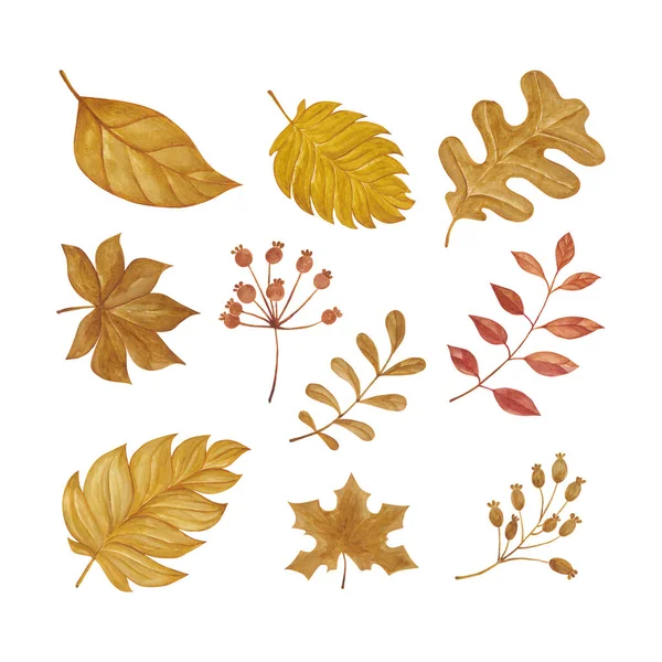 Set Dry Leaf Nature Elements Hand Drawn Watercolor Vector Illustration — Stock Vector