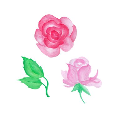 El boyası gül, el çizimi suluboya vektör çizimi tebrik kartı veya davetiye tasarımı için